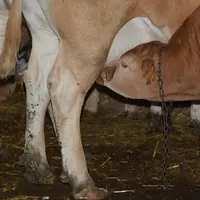 veau sous la mère