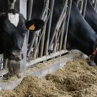 vaches laitières