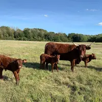 Viande bovine : sur l’enjeu climatique, « l’Europe n’est pas le centre du monde »