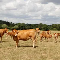 « En France, seul 30 % du cheptel allaitant sur les 3,7 millions de têtes au total est détenu dans des exploitations de plus de 100 vaches. La profess