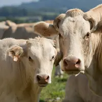 « Les prix de vente des animaux Label et non Label sont désormais indexés sur les coûts de production, ce qui sécurise grandement les pratiques et l'a