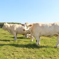 Vaches charolaises dans un pré.