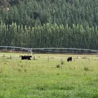 Angus en Nouvelle-Zélande
