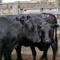 Vaches Angus