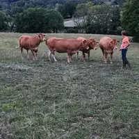 A l’EARL Agri synergie à Uxeau en Saône-et-Loire, Sandrine et Matthieu Segaud utilisent le logiciel de gestion de troupeau Boviclic.