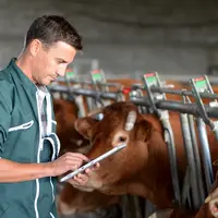 Cow breeder using touchpad inside the barn