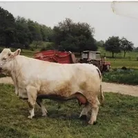 Tarzane a été achetée broutarde dans les années 80. Elle a donné par transfert d'embryons la moitié des souches encore présentes dans le troupeau.