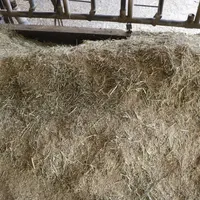 Un mash composé de 10 % de fibres de foin de luzerne, 30 % de maïs, 30 % d'orge, 25 % de tourteaux soja/colza à 45 de MAT et 5 % de mélasse est servi,