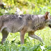 Attention, cette photo n'est pas une photo Réussir. © Dominique HOMMEL/Parlement européen.  Loup européen dans le parc animalier de Sainte-Croix. Faun