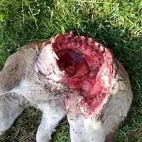 Le veau retrouvé mort par un autre éleveur bovin situé à Arnac-Pompadour en Corrèze, quelques mois plus tôt.