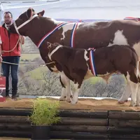 Merveille, du Gaec Élevage Ménard dans le Maine-et-Loire, a été nommée grande championne. Cette énorme vache, à la longueur de bassin exceptionnelle,