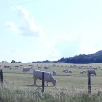 charolaise prairie été