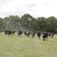 Émilie Chevrel élève un troupeau de wagyu Miyabi destiné à la production de bœufs de 36 mois et de vaches de réforme pour la vente directe.