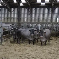 Un lot de bœufs bazadais de trois ans en phase de finition. Alain Toinel vise un élevage de cent mères de cette race en rythme de croisière.