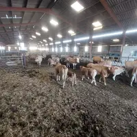 La tétée des veaux se fait matin et soir en totale liberté. Une fois repus, les veaux repartent naturellement dans leur parc où ils reçoivent leur rat