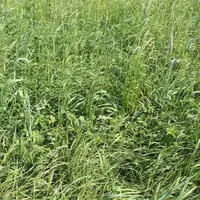 La composition du méteil est ainsi à définir par rapport aux besoins des bovins et au contexte pédoclimatique de l'élevage.
