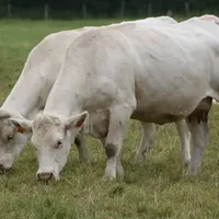 « Une sélection génétique visant à réduire le poids de naissance combinée à de bonnes pratiques d’élevage permettrait, de surcroît, d’améliorer la pré