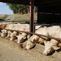 Le 3-NOP, qui compose Bovaer®, a un effet un peu moins élevé chez les taurillons, d'après les dernières études.