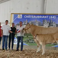 A 9 ans, Jelena (Goulu/Fortune) du Gaec PLante Moulet (81) allie productivité (7 veaux sevrés) et morphologie.