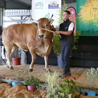 Meilleure vache gestante du concours, Paprika (Mannequin/Erika) est une des nombreuses vaches amenées par le Gaec Delion (79). Sa largeur exceptionnel