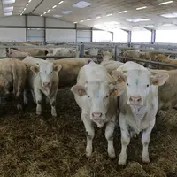 Un bovin non vacciné contre la fièvre catarrhale ovine (FCO) qui présente un test PCR positif ne peut pas quitter la France, rappelle la FFCB.