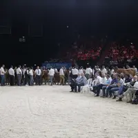 Vente aux enchères de race limousine au zénith d'Auvergne au Sommet de l'élevage 2023