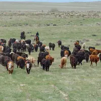 vaches et cowboys dans un pré aux Etats-Unis