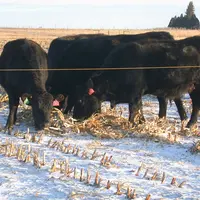vaches pâturant dans un champ enneigé aux Etats-Unis