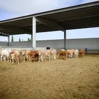 Enrique Catalan, gérant de Boviterranea, dans la région de l'Aragon, est un acheteur historique de broutards français. Sur les 2 600 jeunes bovins qu'