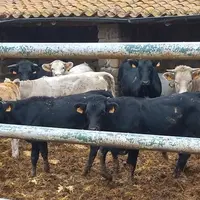 Dans le centre se trouvent à la fois des naisseurs engraisseurs de taille familiale et des ateliers d’engraissement, parfois de très grande taille. En