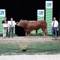 Sauveur, du Gaec Dublanc / Gaec Thibaud (87), finit meilleur jeune mâle en qualités bouchères. Ce taureau d'un peu plus de deux ans, très soudé dans s