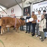 Une génisse du Gaec Rouvelaud (Haute-Vienne) a été vendue à 16 000 euros à la Boucherie Lacheny (Haute-Vienne) lors de la vente aux enchères des journ