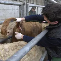 D’après les descriptions faites par les acteurs de terrain, la nouvelle souche appartenant au sérotype 8 engendre des signes cliniques (animaux malade