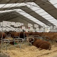 La veille de l'ouverture du Sommet de l'élevage 2023, dans le hall 3 (bovins viande), les stalles sont pleines sous les bannières de la race limousine