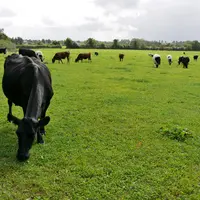vaches laitières croisées en irlande