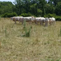 Sur l'exploitation de Vincent Pommery, le chargement, de 1,08 UGB/ha, a été conservé pour l’expérimentation.