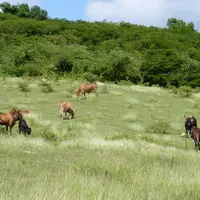 Les animaux sont conduits au piquet, ou “à la chaîne”, sur des ronds d’herbe tournant tous les deux, trois jours.