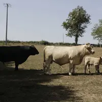 Le programme changus a démarré avec l'achat de douze taureaux angus. Ils sont la propriété de Feder élevage. La coopérative les met à disposition des