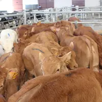« L’avancement de la maladie, le taux de séropositivité des animaux testés pour l’export et la capacité des opérateurs à s’organiser pour dépister à g