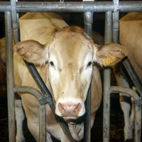 vache blonde d'Aquitaine
