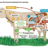 physiologie du vêlage