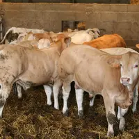 blonde d'aquitaine