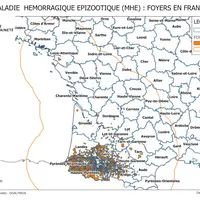 Dix-sept départements de la France ont déclaré des foyers de MHE.