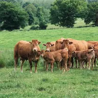 Elevage bovin allaitant. Troupeau de vaches suitées au pâturage. Veaux de race limousine et leur mère. Veau.
