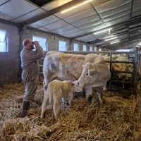 La qualité du colostrum renseigne sur l'état de santé de la vache en fin de gestation, et derrière sur les pratiques de préparation au vèlage.