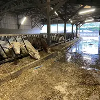 D’après les premiers chiffres remontés aux organisations professionnelles du Nord-Pas de Calais, près de 450 animaux ont dû être déplacés dans des sta