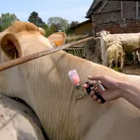 Vaccination des bovins contre la FiÃ¨vre Catarrhale Ovine (FCO). Rassemblement des animaux dans un parc de contention. VÃ©terinaire en train de vaccin