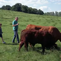 Bovins viande / Paul Poncin, éleveur, surveillant ses taureaux salers, muni d'un bâton/ Père et fil ? Transmission du savoir-faire	/ exploitation / fa