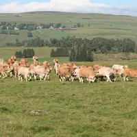 Entre 2010 et 2019, 1 500 à 2 000 installations ont été recensées chaque année, avec au moins cinq vaches allaitantes ou de l’engraissement (sans vach