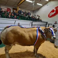 concours animaux de boucherie Guerlesquin
